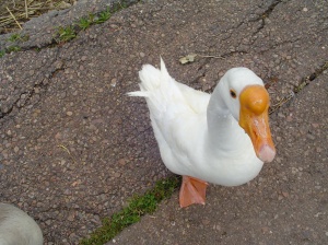 Mr. Chang, swan-goose and friend, Lakeside, Arizona